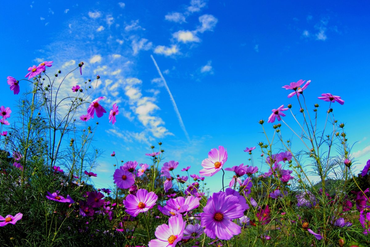 Цветы на фоне неба - 67 фото