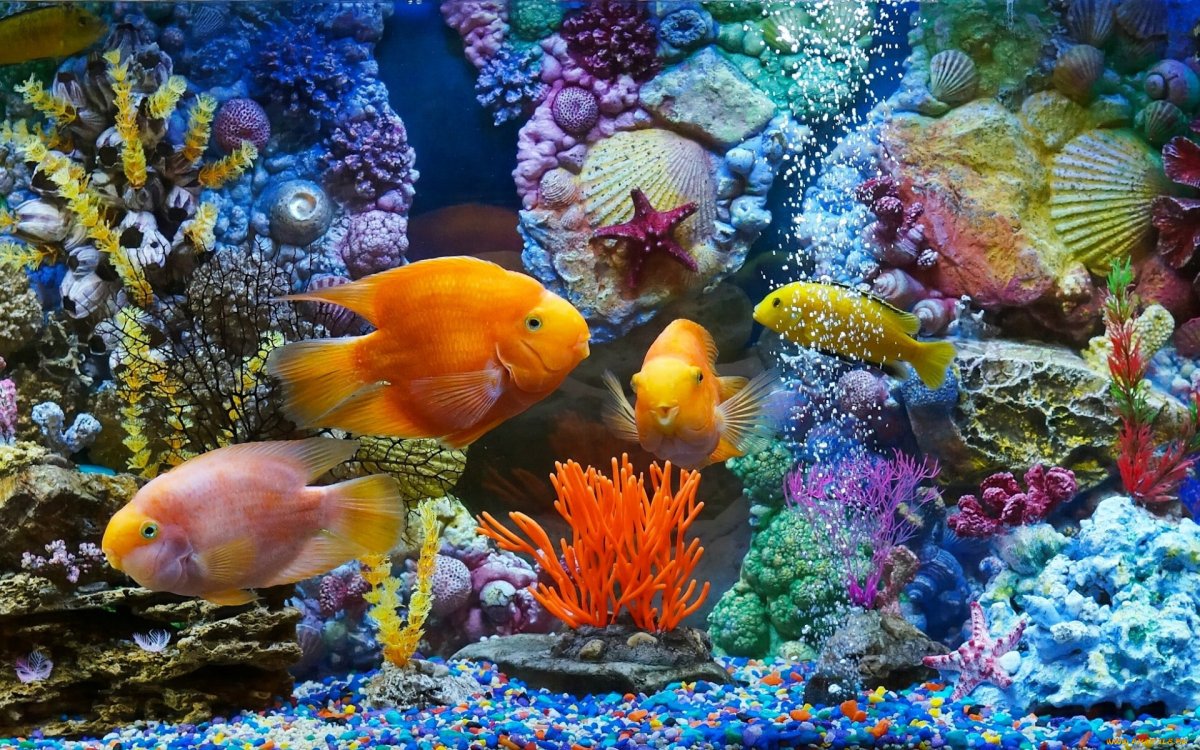 Заставка аквариум с рыбками