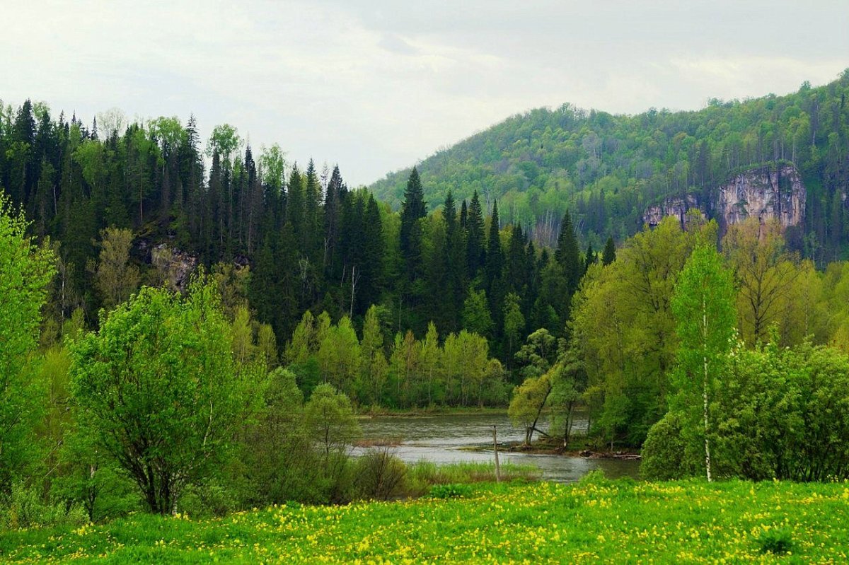 Леса Башкирии