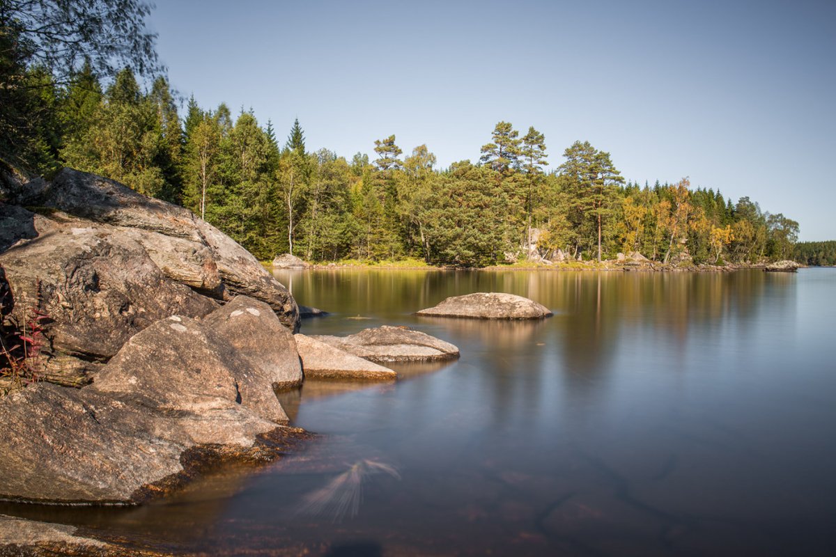 Леса Швеции