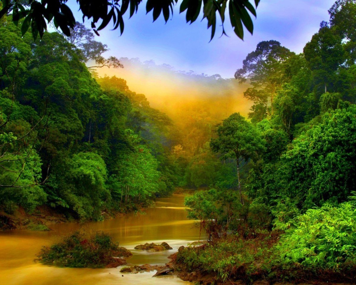Лес амазонки