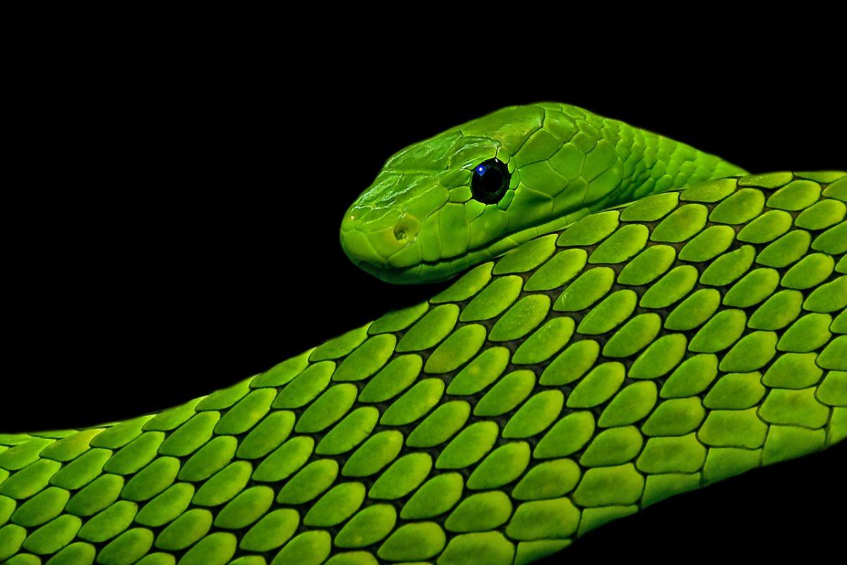 Зеленая змея: изображения без лицензионных платежей