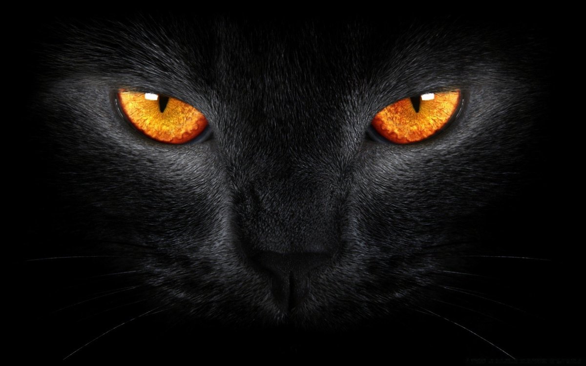 Черная кошка обои на телефон - 65 фото