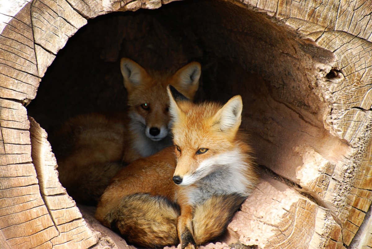 Лиса в норе (55 фото) | Wildlife, Animals, Fox