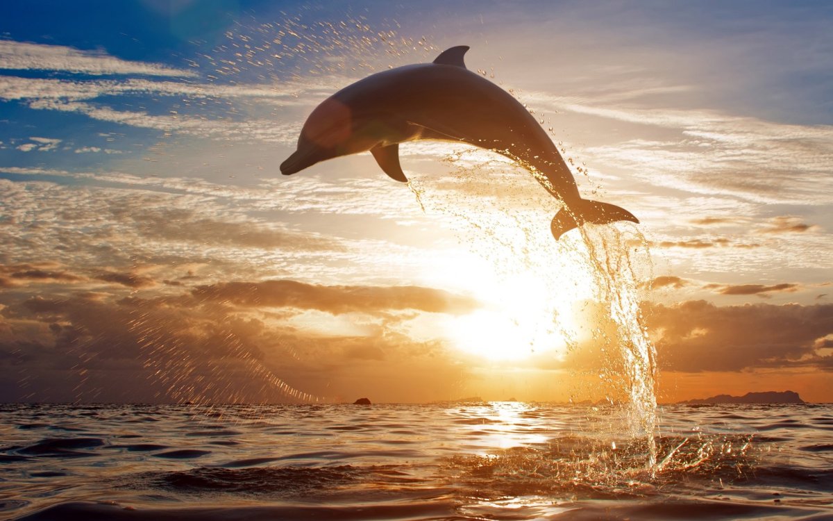 Дельфины в море: изображения без лицензионных платежей