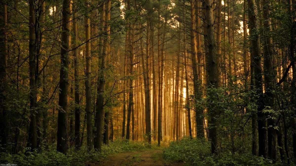 Сосновый лес обои - 71 фото