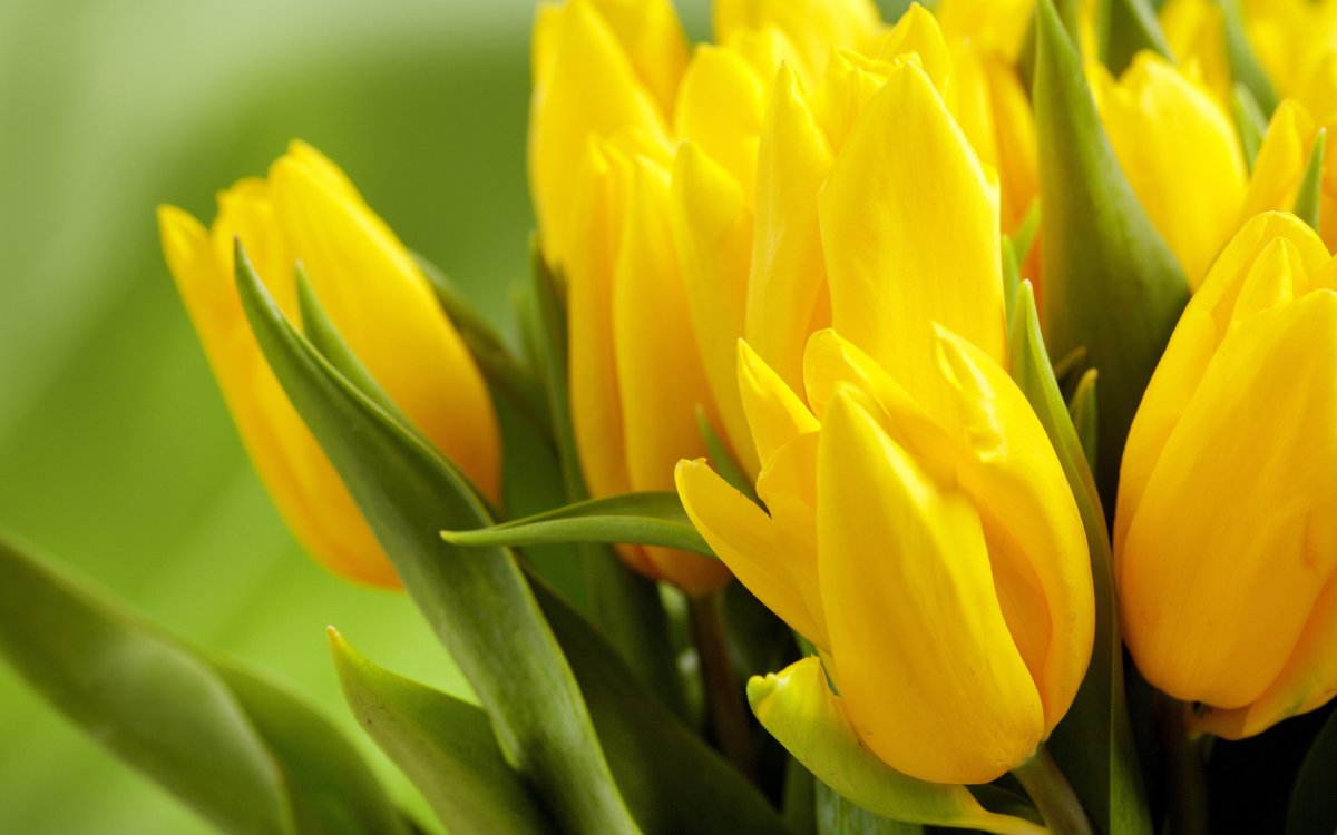 Желтые тюльпаны обои - 68 фото