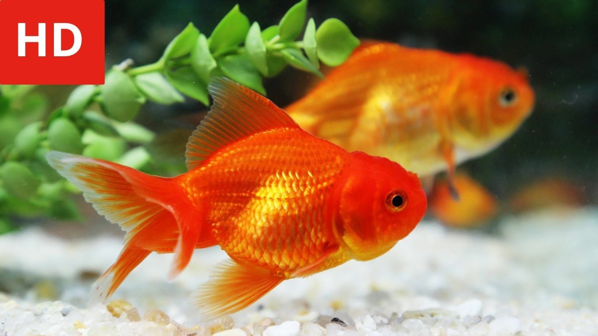 обои для рабочего стола Животные Рыбы Золотые рыбки