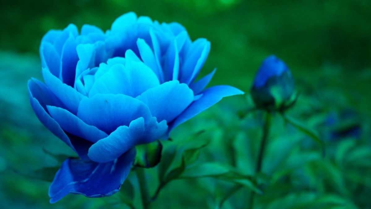 Голубые цветы обои