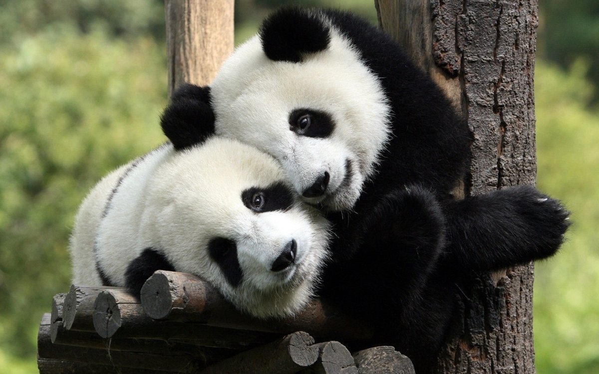 Милые панды обои