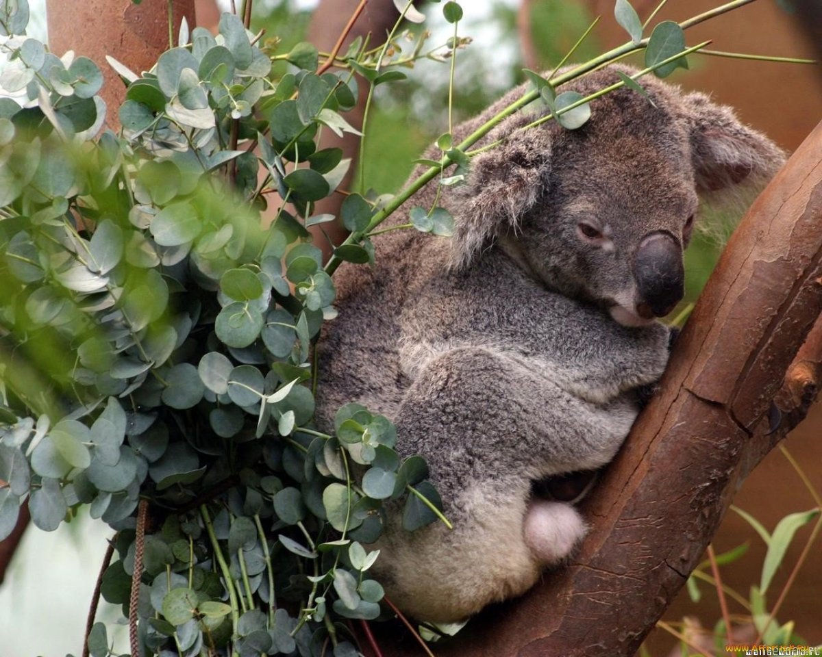 Красная коала. Медведь коала. Коала эвкалиптовый мишка. Коала на бамбуке. Коала листья эвкалипта.