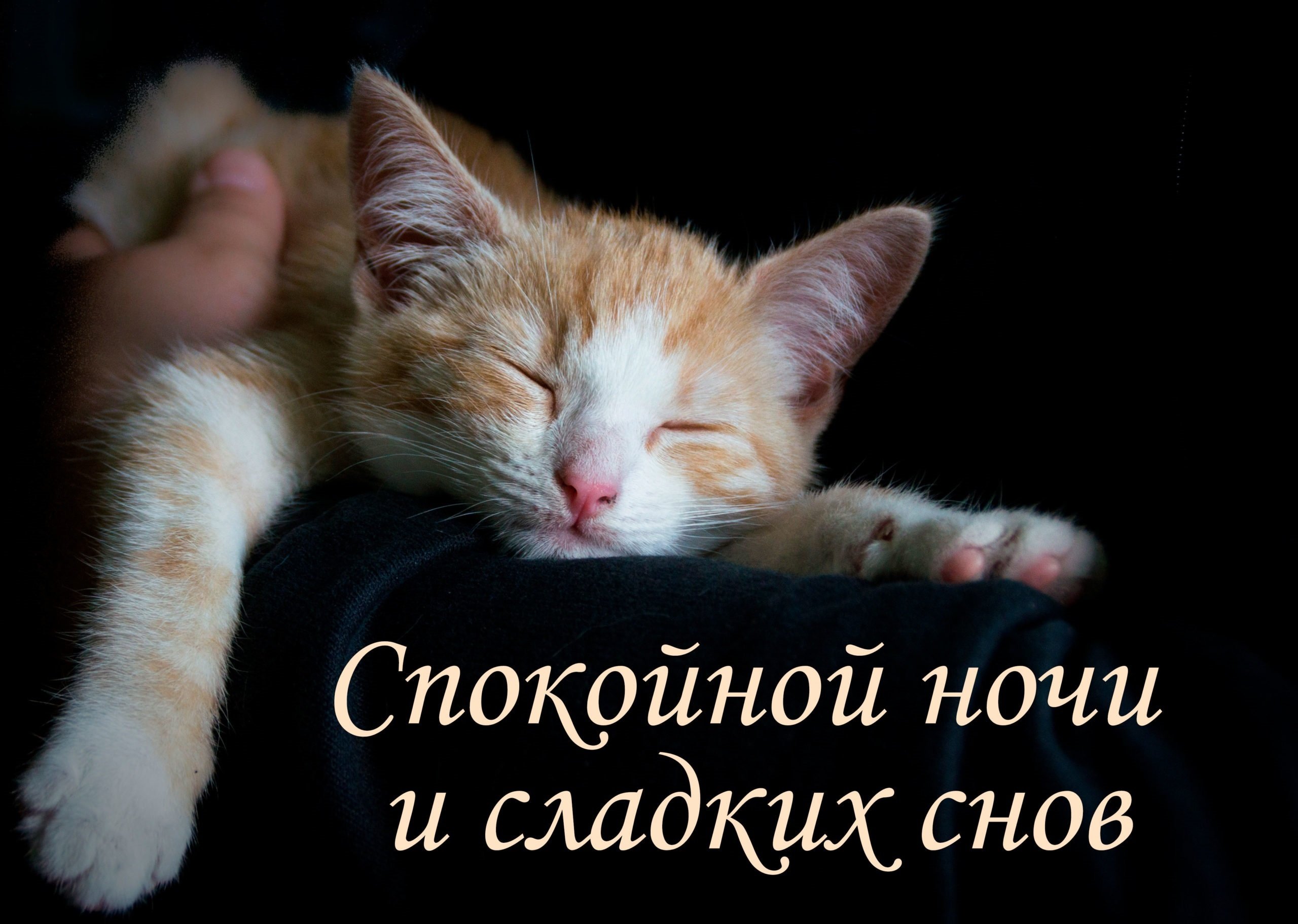 Спокойной ночи котик фото - Каталог Фото.