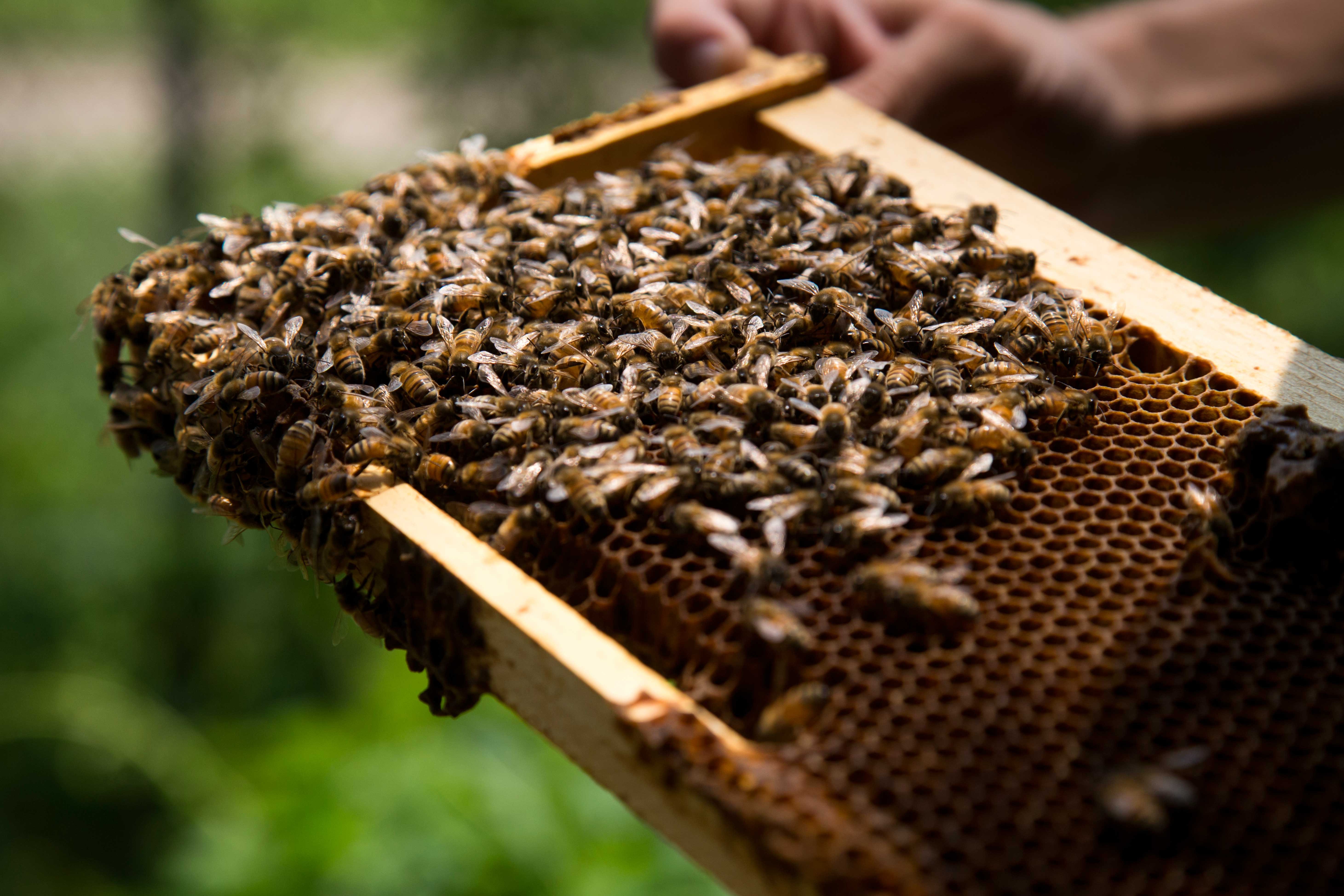 Вещь пчелы. Всемирный день пчёл 20 мая. Праздник пчел. Пчелиная семья. Пчелы в мае.