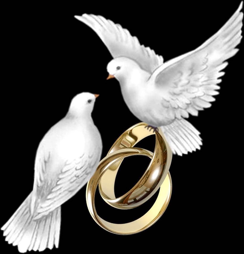 Красивые Свадебные голуби