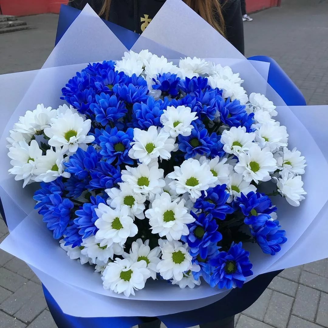 Букет из синих и белых хризантем
