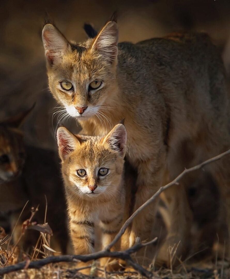 Дальневосточный лесной кот (198 фото)