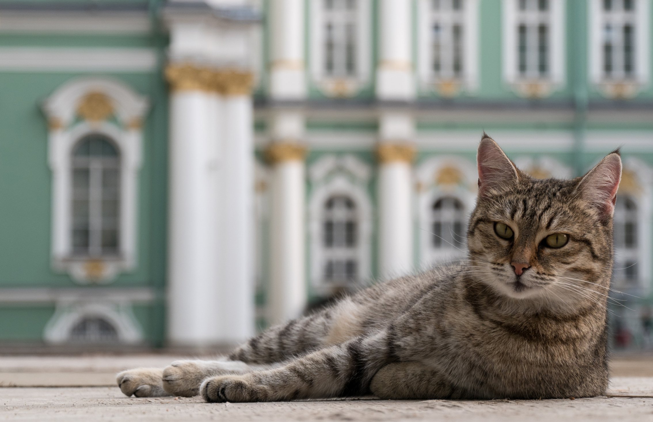 Cat санкт петербург. Петербургские эрмитажные коты. Коты Эрмитажа. Эрмитажные коты в Эрмитаже. Эрмики коты Эрмитажа.