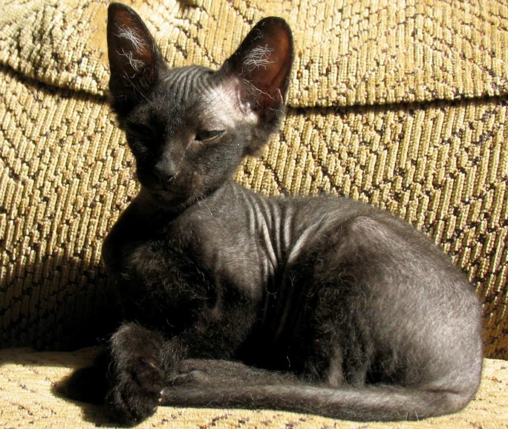 Кошка сфинкс с шерстью - 71 фото
