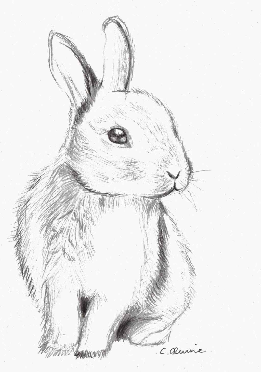 Кролик рисунок простой - 70 фото