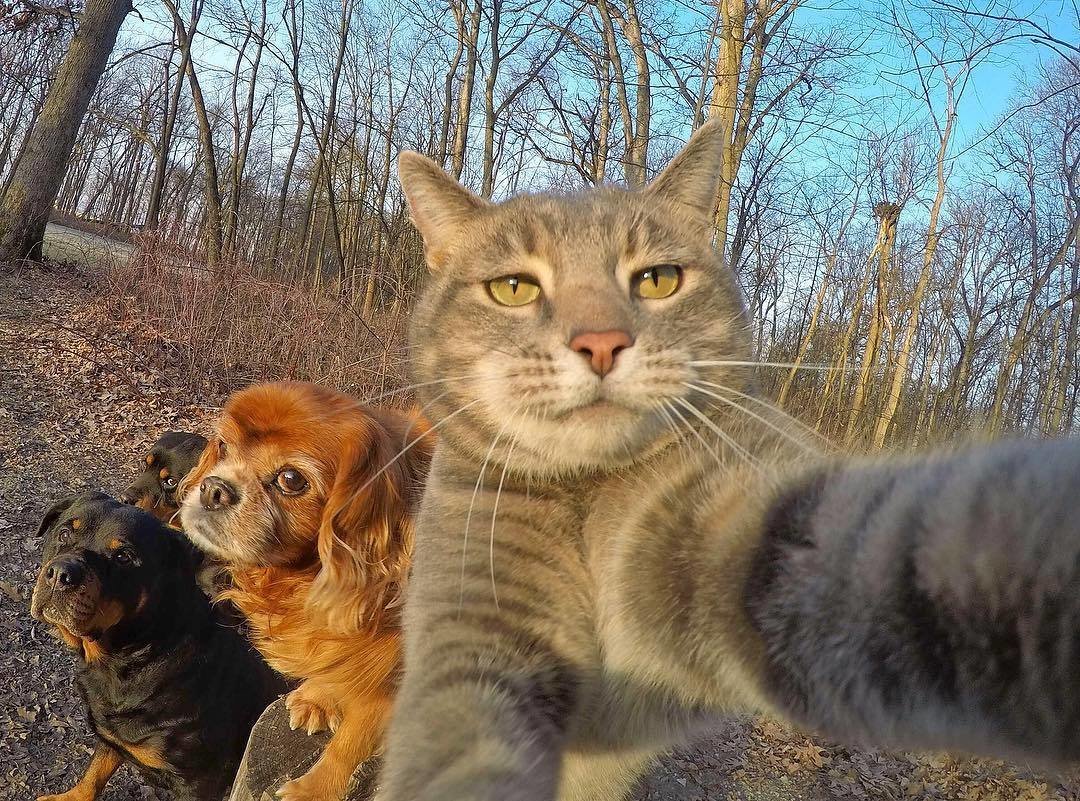 Селфи кота с собаками - 72 фото