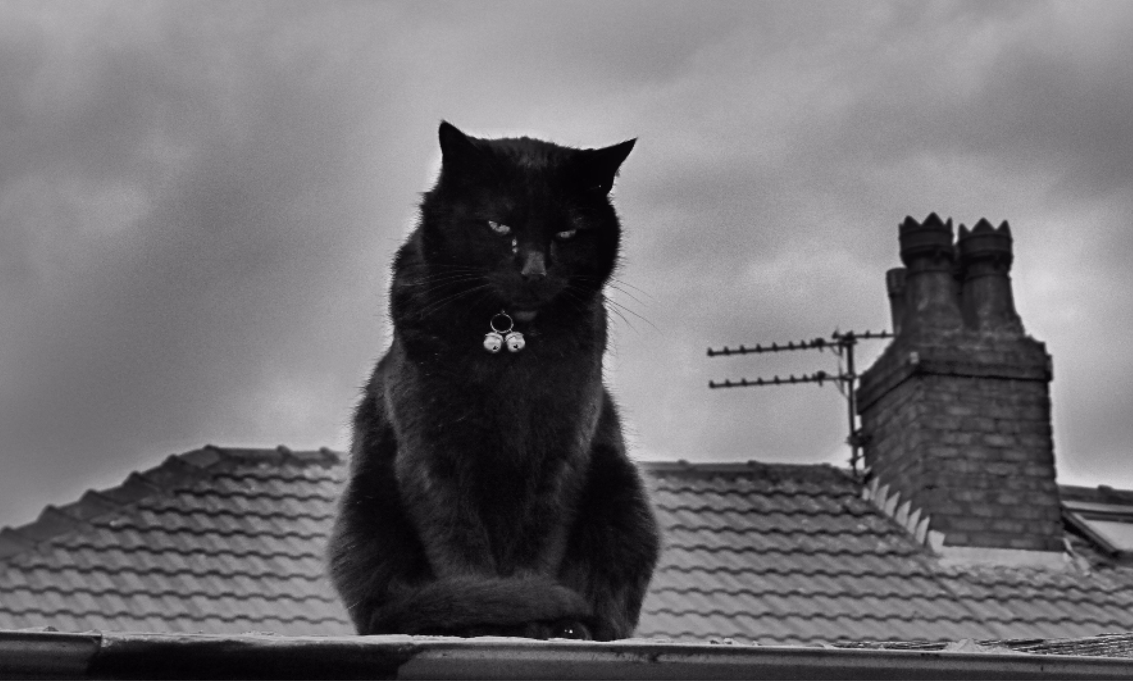 Как пройти черная кошка. Чёрный кот. Черная кошка на крыше. Коты на крыше. Черная кошка сидит на крыше.