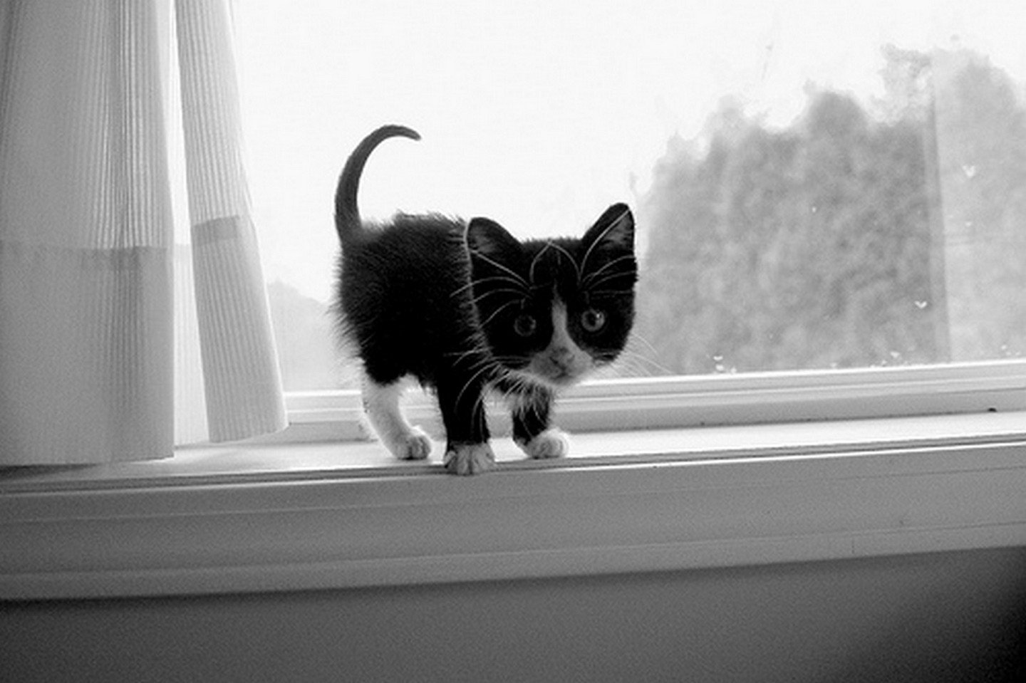 Черно белый котенок девочка. Котенок черно-белый. Кошка на подоконнике. Черно белый кот. Котята чёрно белые.