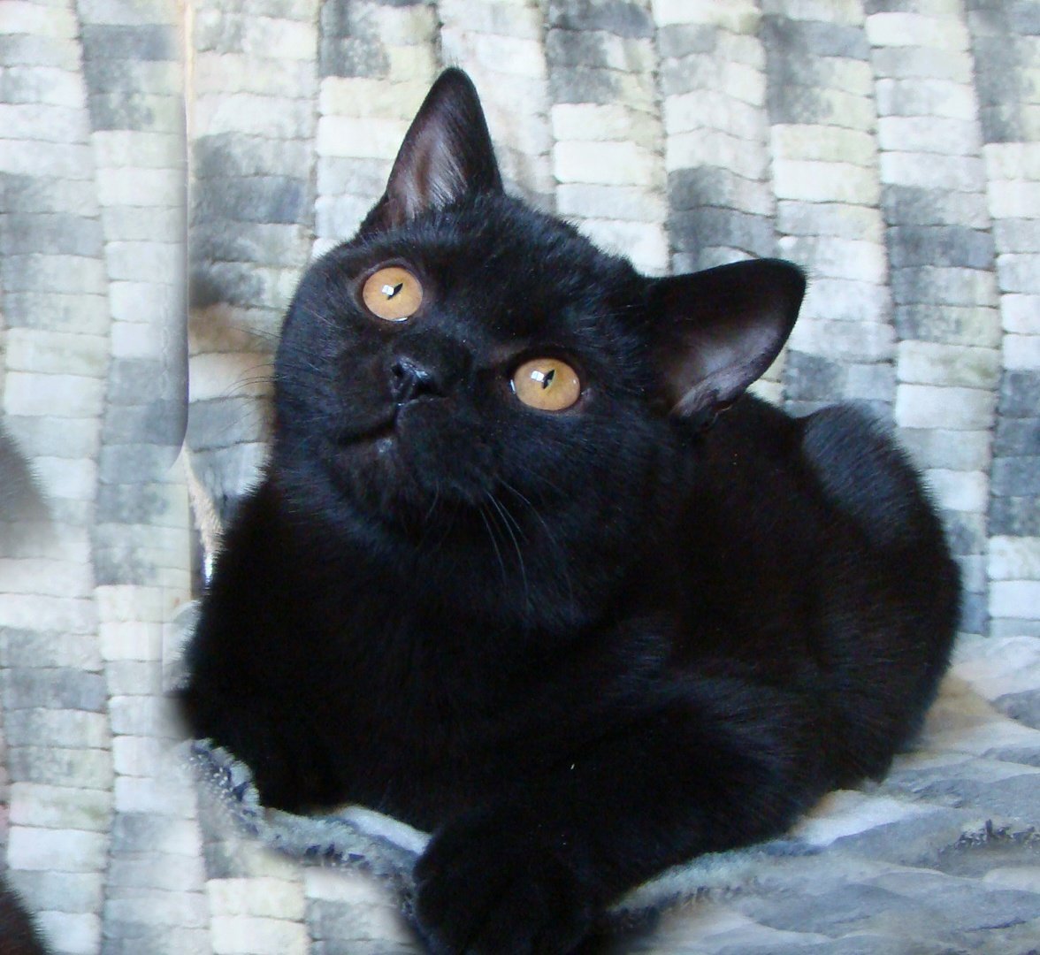 Черная шотландская прямоухая кошка - 73 фото