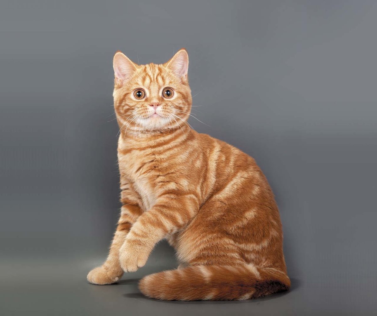 шотландская рыжая кошка прямоухая