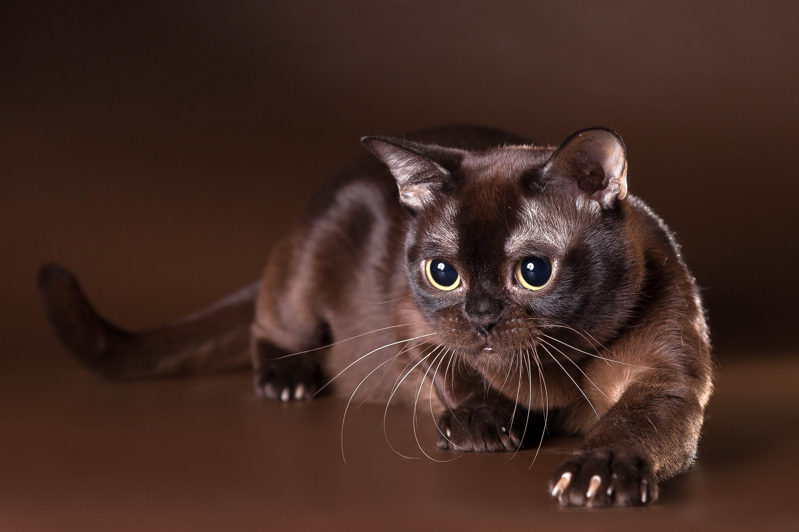 Бурманская кошка шоколадного окраса - 67 фото