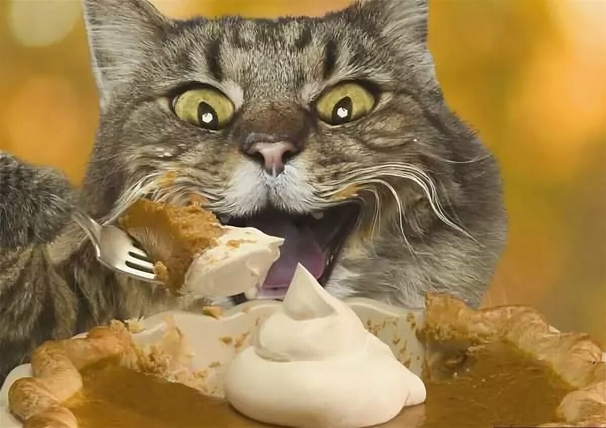 Хочу вкусно есть. Кот и еда. Кот обожравшийся сметаны. Кот в сметане. Котик с едой.