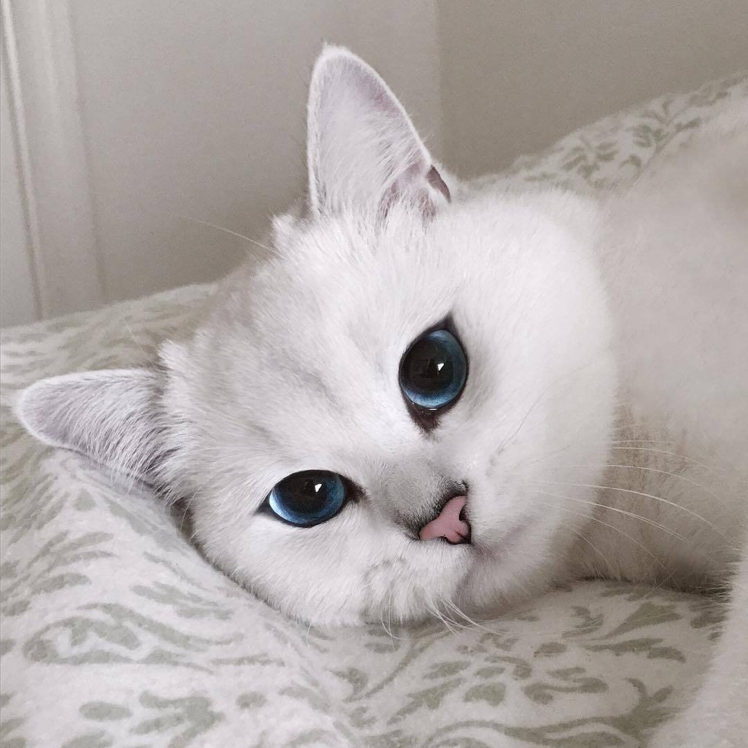 Кошка белая с голубыми глазами - 69 фото