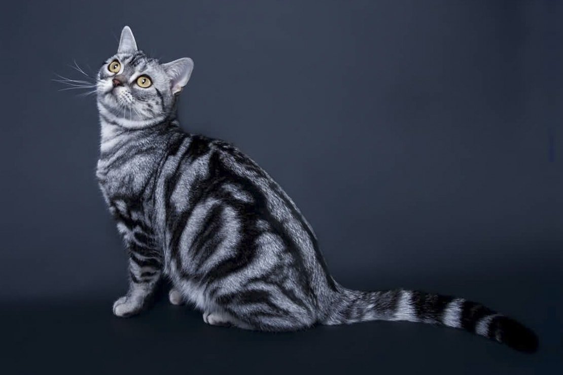 Американская короткошерстная порода кошек - 69 фото