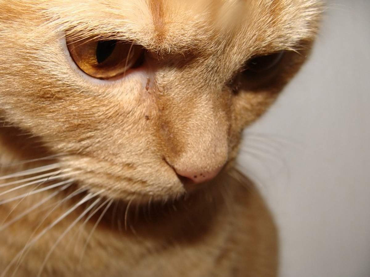 Кидать кошку. Кот с печальными глазами. Грустный кот. Грустная кошка. Очень грустный котик.
