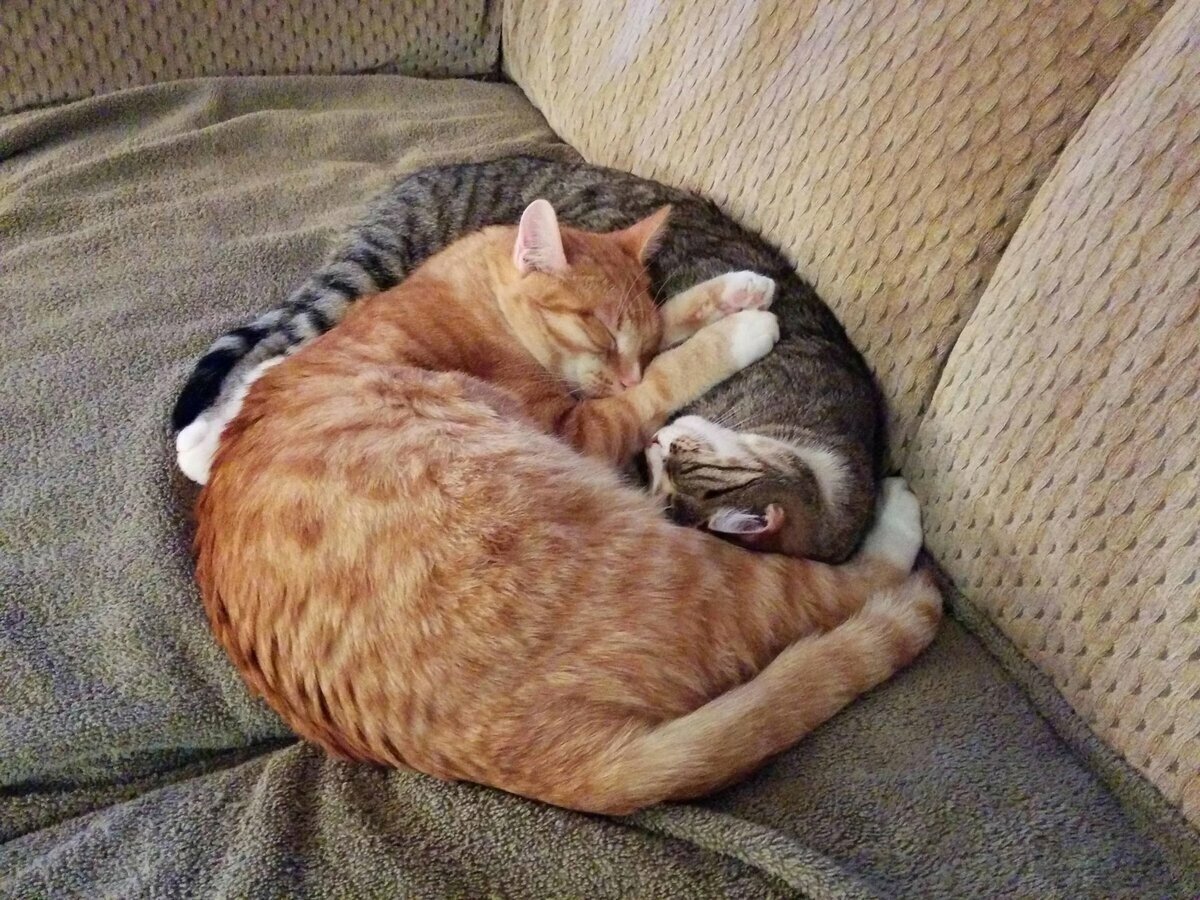 Кошки спят вместе. Спящие коты. Котики спят в обнимку. Спящий котик. Коты спят в обнимку.