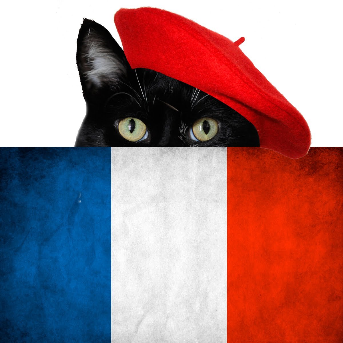 French cat. Кошка Франция. Французский котик. Кот с флагом Франции. Флаг с котом.