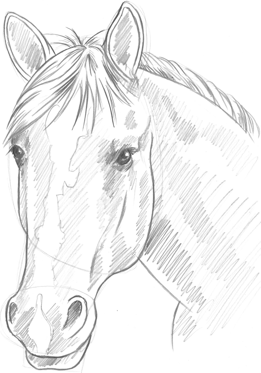 Голова лошади рисунок