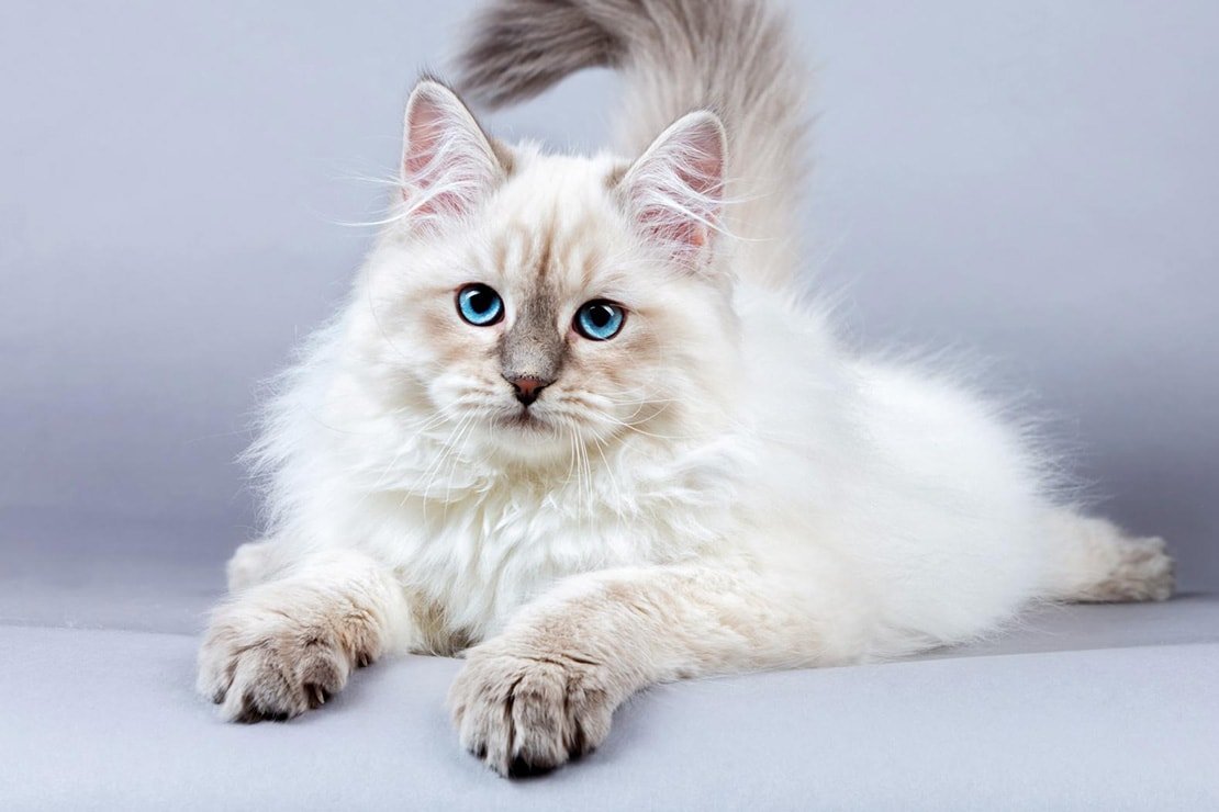 Сибирские кошки: питомцы с непростым характером