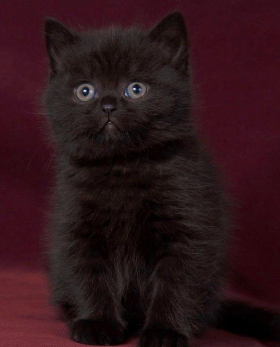 Черный шотландский прямоухий кот - 75 фото
