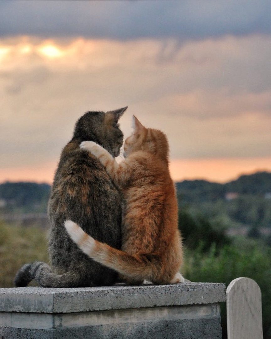 Влюбленные коты картинки - 63 фото ★ вторсырье-м.рф