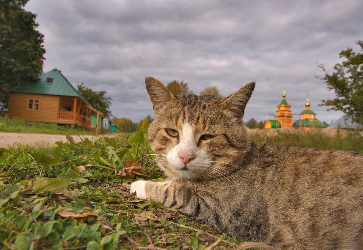 Кот в деревне картинки