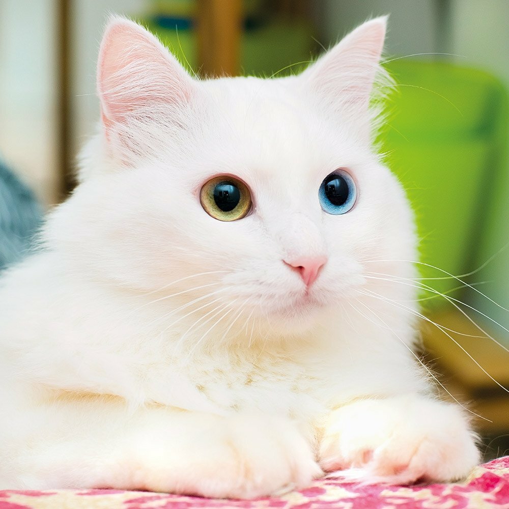 Кошки с разными глазами - 70 фото