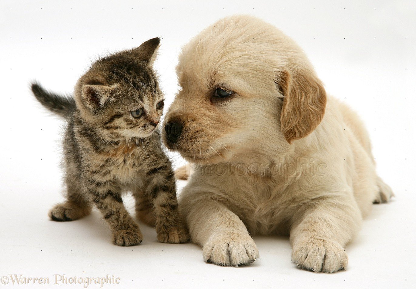фото милых собак и кошек