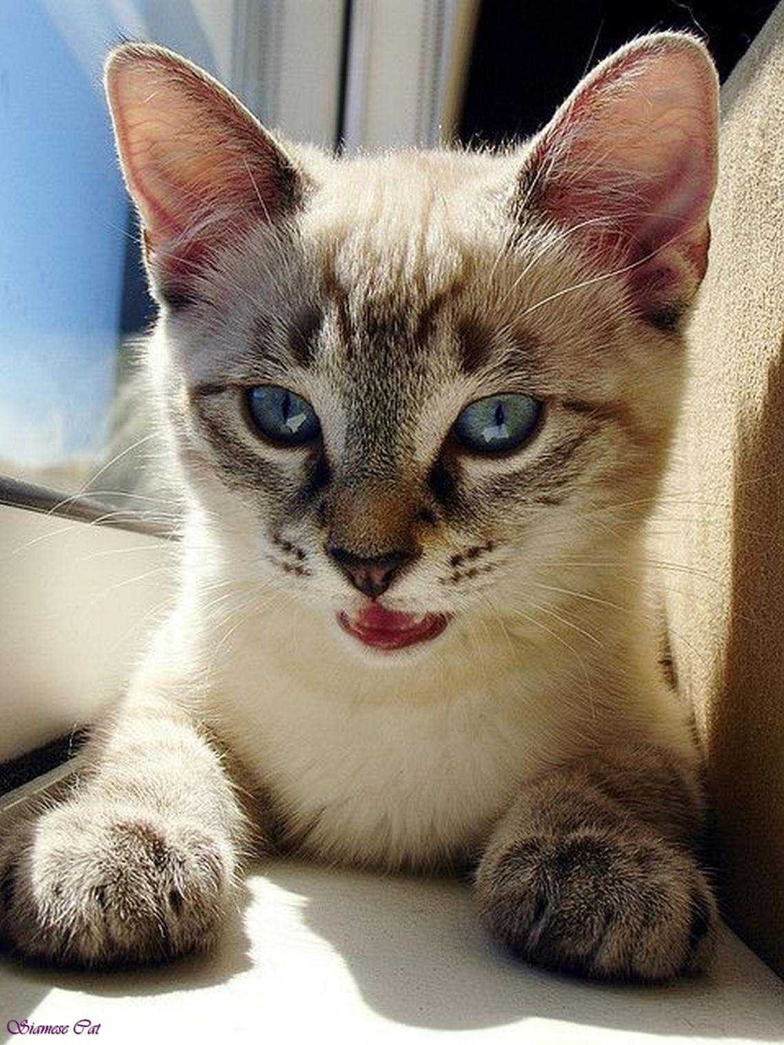 Тайская кошка тебби пойнт - 74 фото