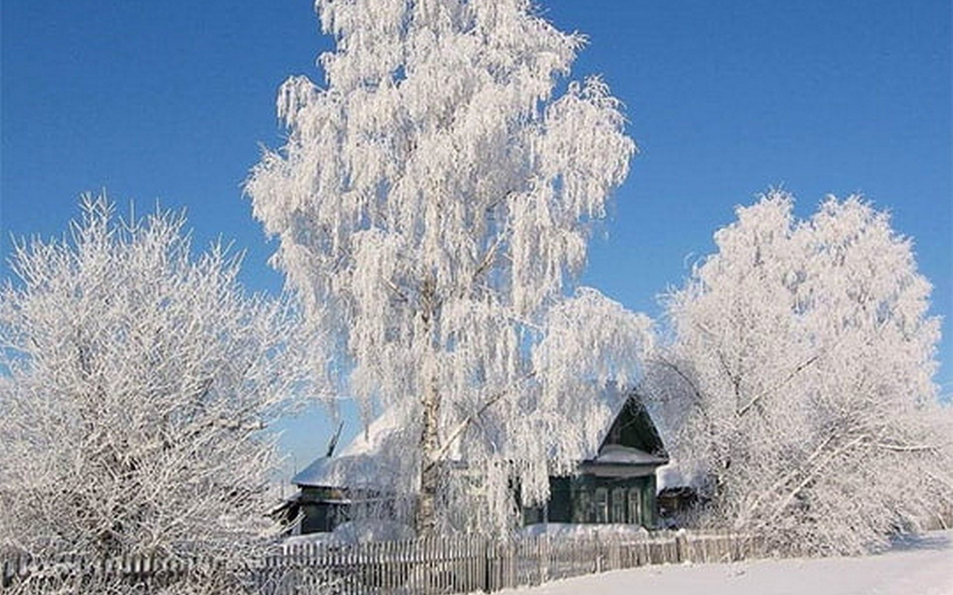 Белая береза картинки