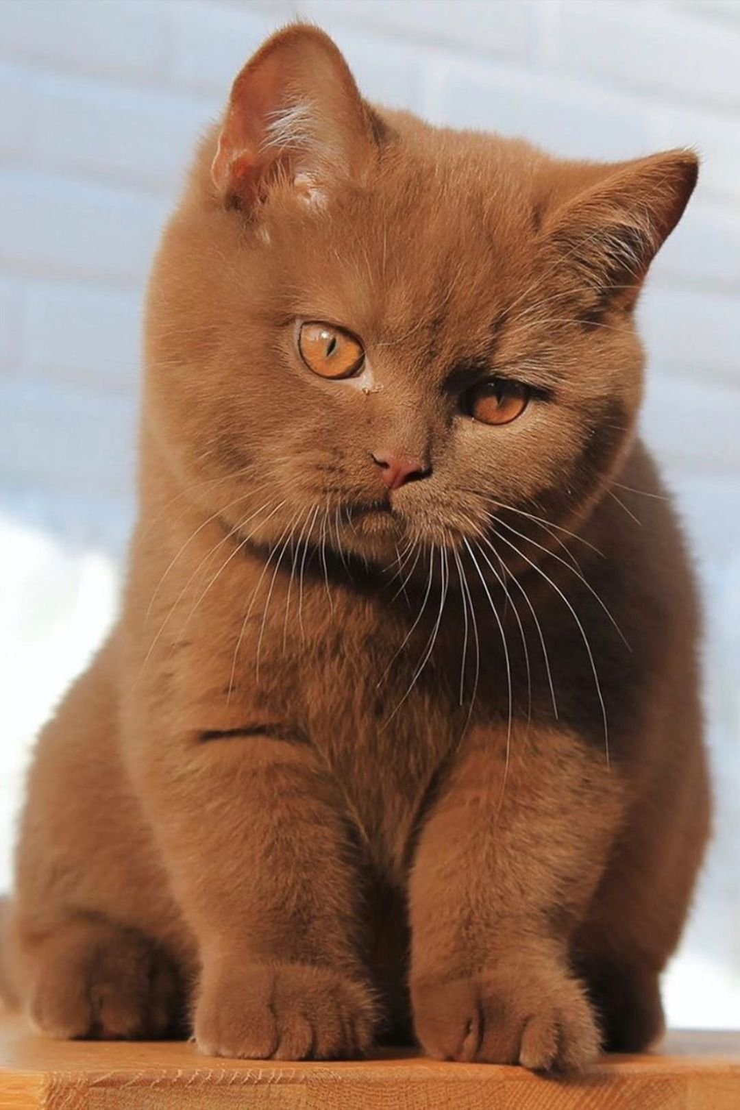 Британская шоколадная кошка - 73 фото