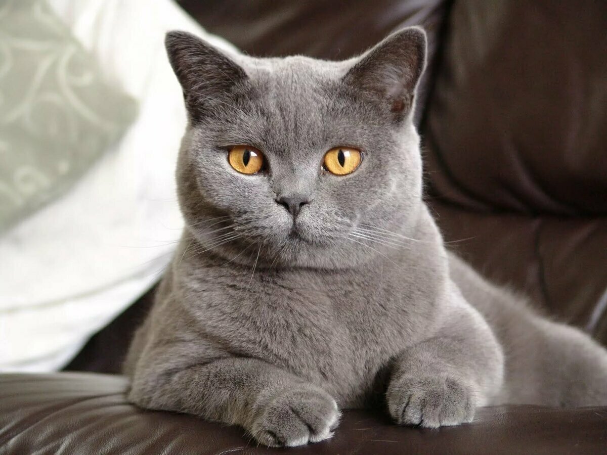 Чистокровная британская кошка - 62 фото