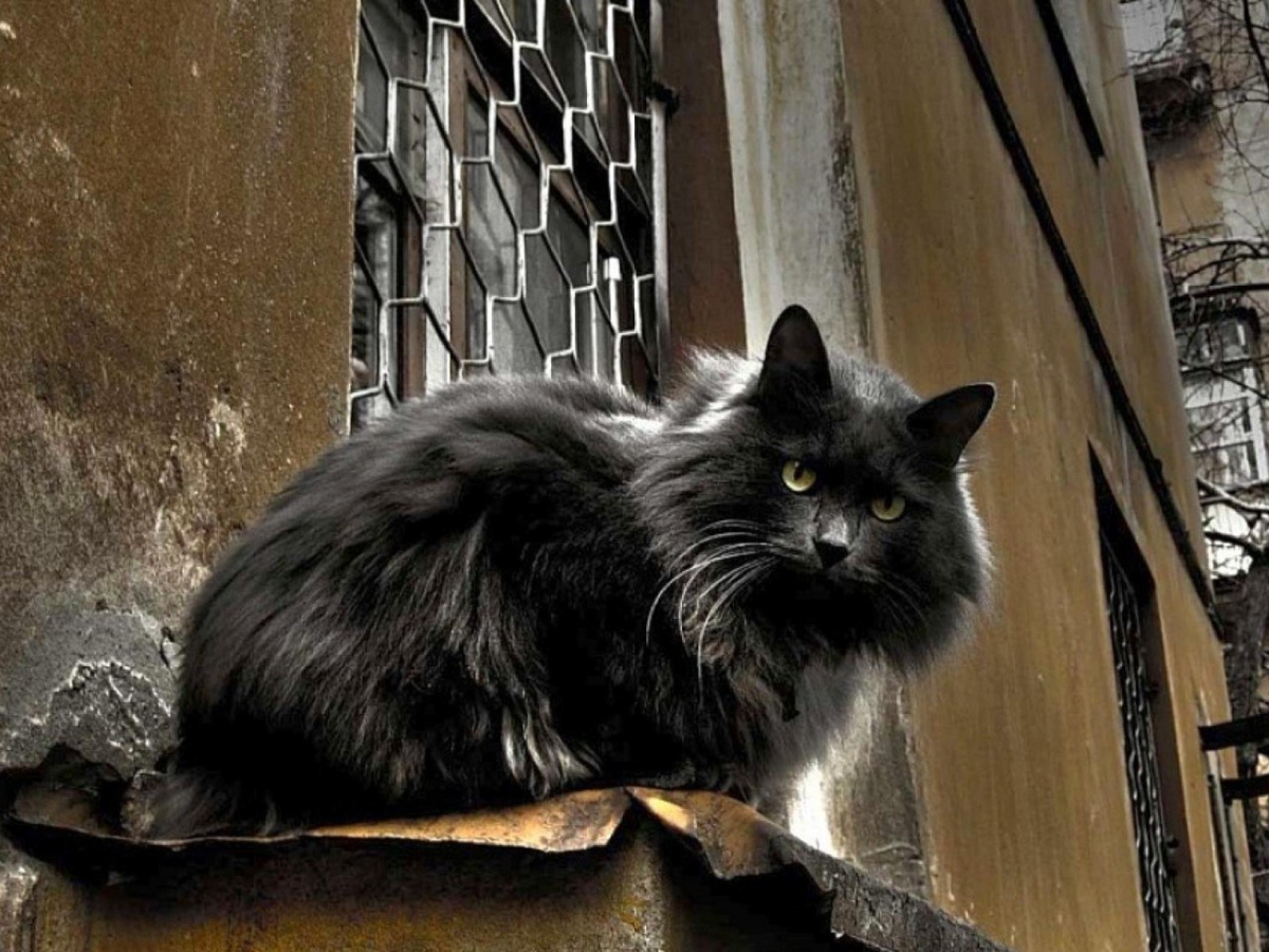 Чёрный кот. Черный уличный кот. Черные коты уличные. Черная кошка на улице. Кот на карнизе