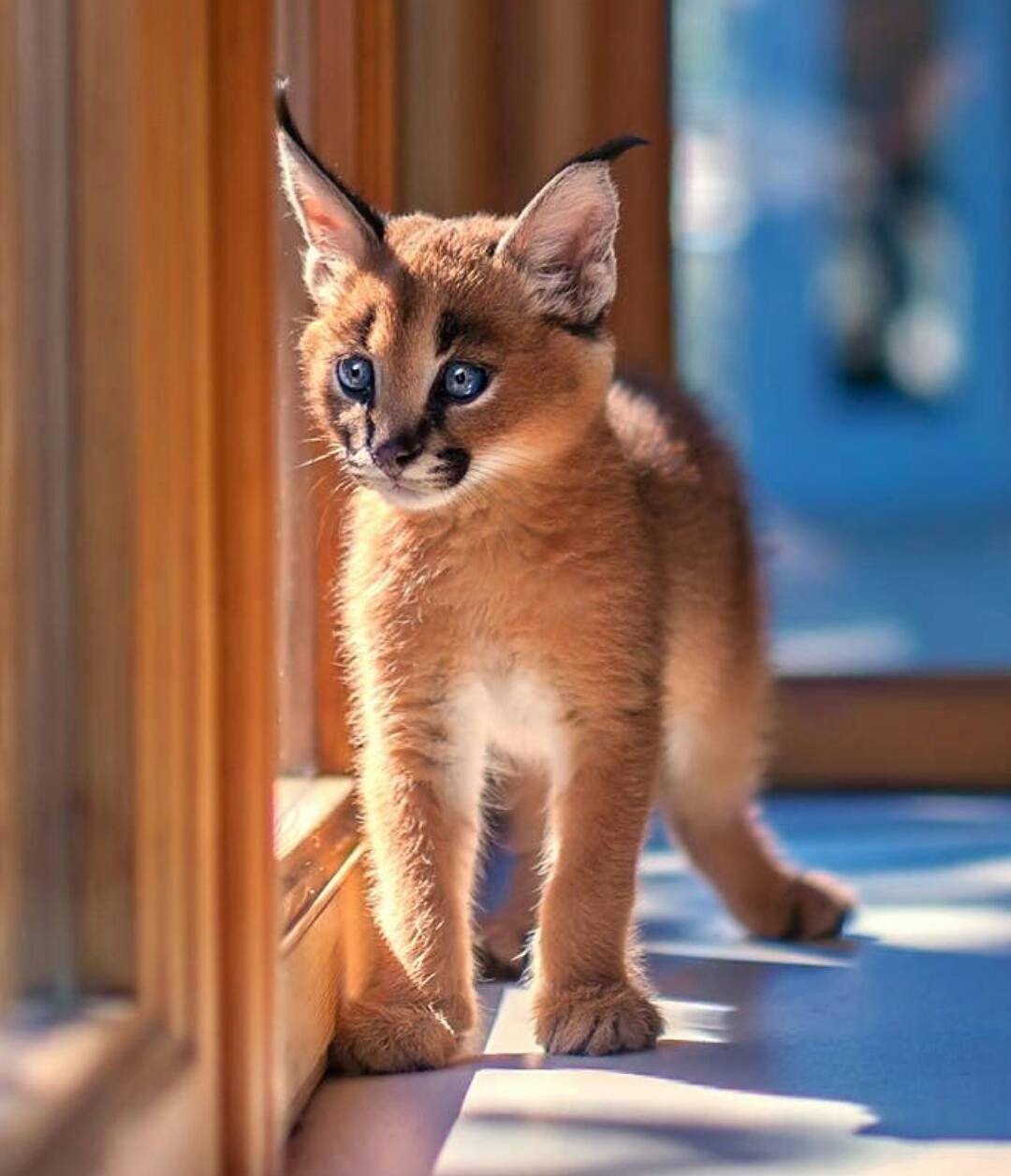 Кот породы каракал - 70 фото