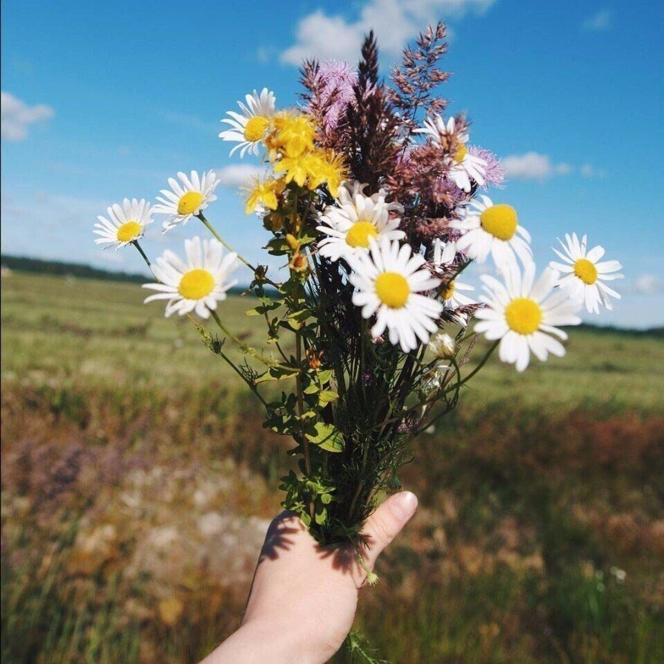 Дарите ромашки любимым