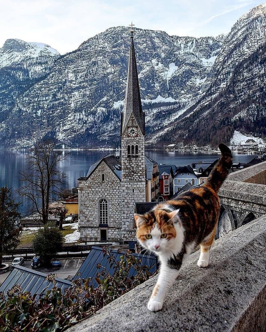 Швейцарский кот - 70 фото